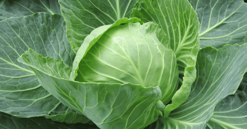 Which Vegetable Juice Is Good For Health